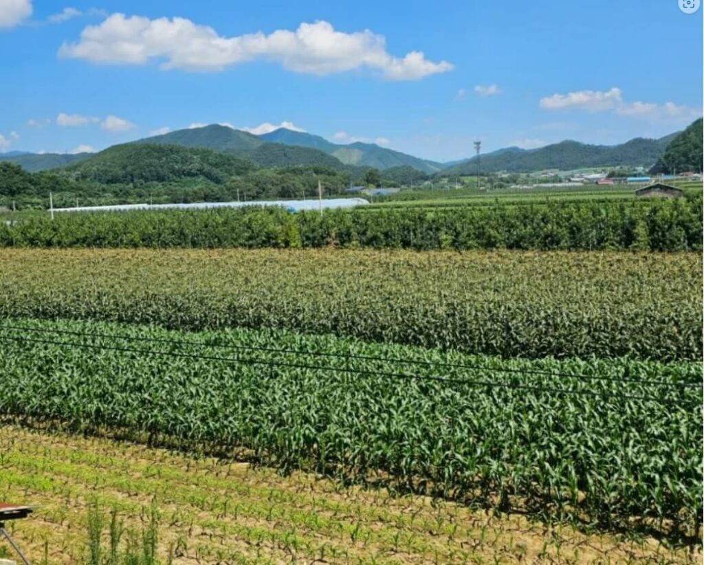 정선군 임계면 옥수수밭 전경